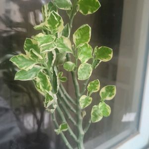 Devil 's Backbone Plant Cutting