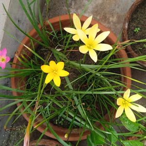 3 Colours Of 🌧️ Rain ☔ Lily Bulbs