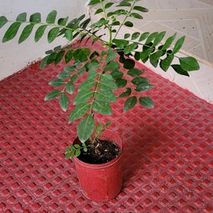 Curry Leaf 🍃 Plant & pot
