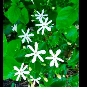 Jasminium Flower Plant Is Called (juhi)