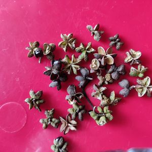 Sichuan Peppercorns /Zanthoxylum - Prickly ash