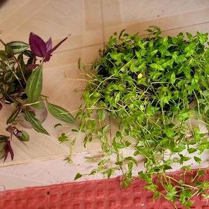 Pack 2 Zabrinic &.Tradescantia fluminensis plants