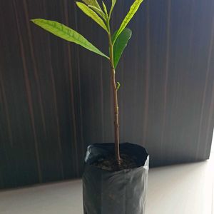 Kaju Plant (cashewnut)