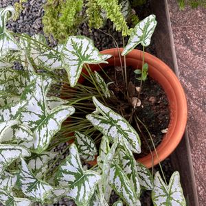 Xmas Caladium Dwarf With Bulb