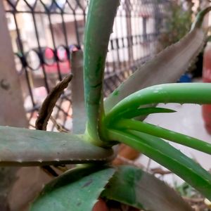 Fresh Aloevera Plants In All Size You Can Buy