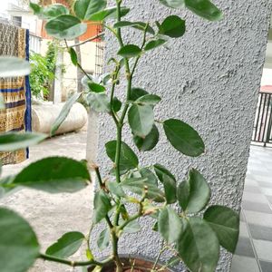 Pink Rose Plant