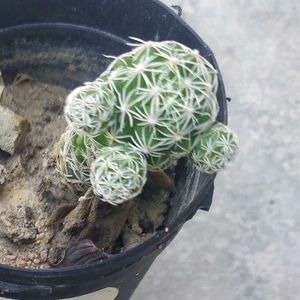 Cactus Plant Combo