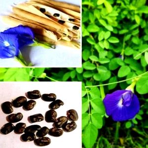 Aprajita Seeds 20 Per Packet