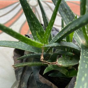 Aloe Healthy Succulent Plant