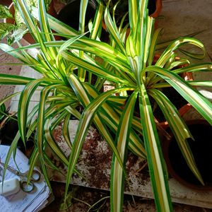 Pendulus Plant With Pot