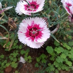 Winter Flower Seeds a pack of 20pcs