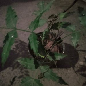 Healthy Neem Plant With Pot