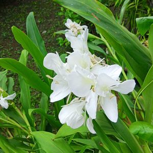 Dolon Chapa Flower Plant