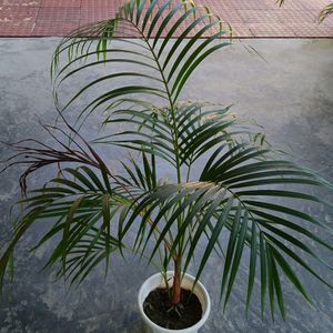 Areca Palm 3ft with Two Shoots