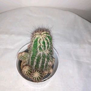 Hedgehog Cactus