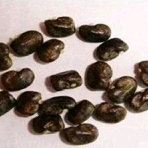 Aprajita Seeds 20 Per Packet