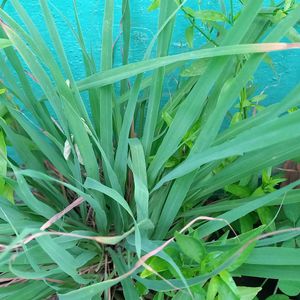 Lemongrass Sapling