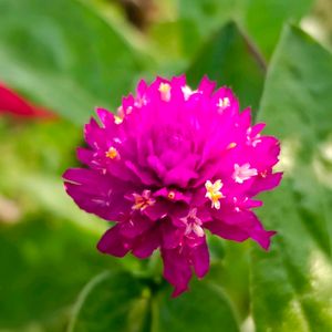 Gomphrena/Globe amaranth