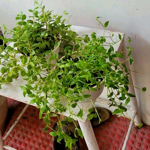 Pack 2 Pilea Depressa & Ee Tradescantia Plants