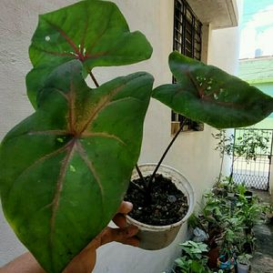 Caladium Bicilor Plant 🌵Pot