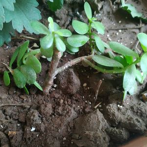 Jade Plant Best For Start Plantation In Life