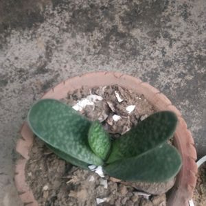 Combo Its Sucuulent Gasteria Plant +ball Cactus