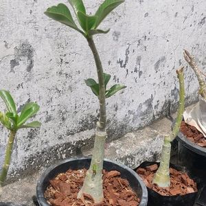 Grafted Adenium