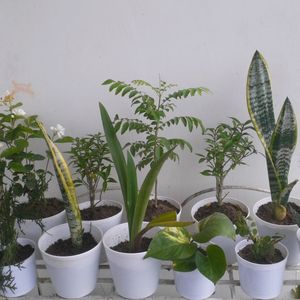 All Plants For Sell With Pot