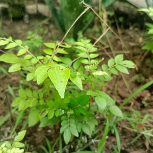 2 Curry Leaf Meethi Neem Plants