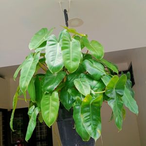 Philodendron Burl Maxx Well Rooted Plant