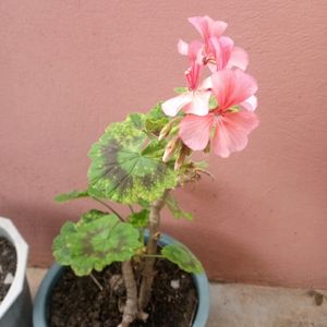 Geranium