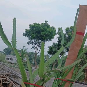 Thai Pink Dragon Fruit Plant