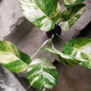 Live Big Size Leaf Magic Money Plant With Pot