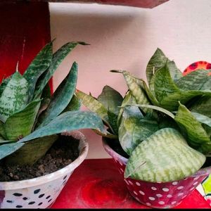 Snake plant - Air Purifier And Oxygen Enriching