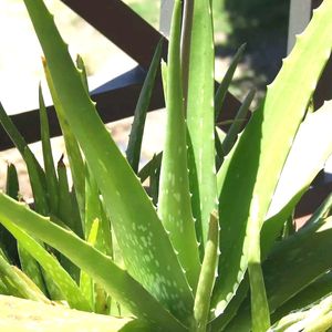 Real Aloevera Plants