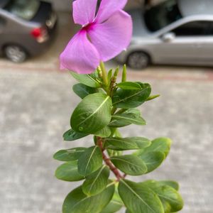 Vinca seed pods And money plant cuttings