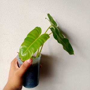 Well Rooted Philodendron Burlemarx Plant