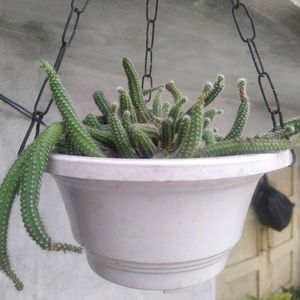 Hanging Cactus Plant