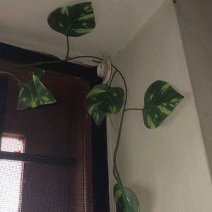 Artificial Money Plant