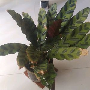 Calathia Longifolla /Peacock Leaf Live Plant