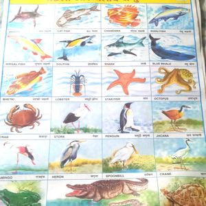 Fishes And Aquatic Animals Chart