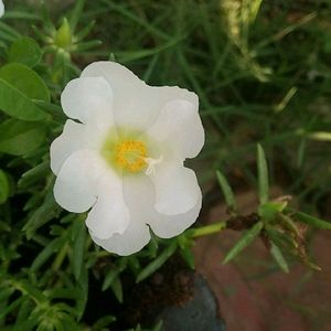 Combo Moss Rose +Gladiflora+9"O'clock