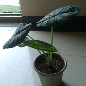 Alcosia Silver Dragon Live Plant