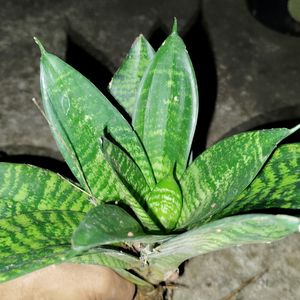 Dwarf Snake Plant Bare Rooted