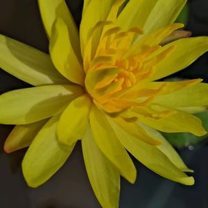 Maxicana Waterlily