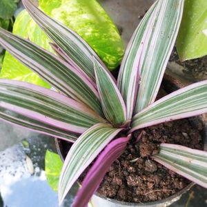 Pink Rhoeo Tradescantia Plant ☘️