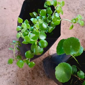 Tangled Heart And Pennywort Plant