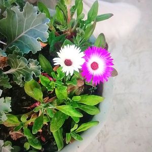 Ice Plant