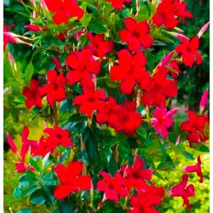 Combo Of 2 Color Mandevilla Flowering Plant