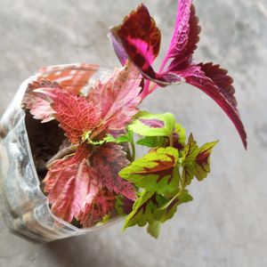 3 Shades Coleus Plant